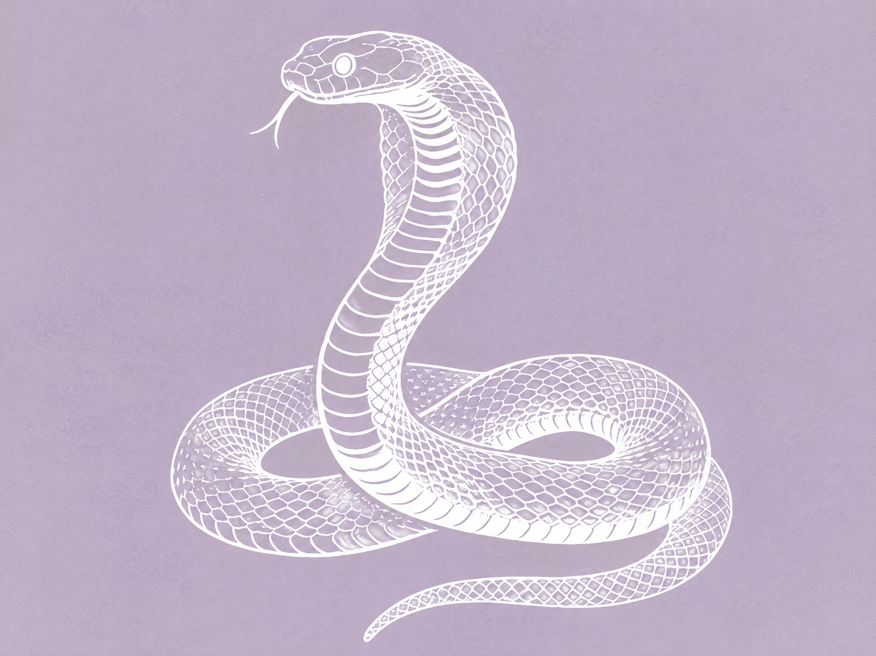 A white engraved cobra rising from its coils on a soft violet field